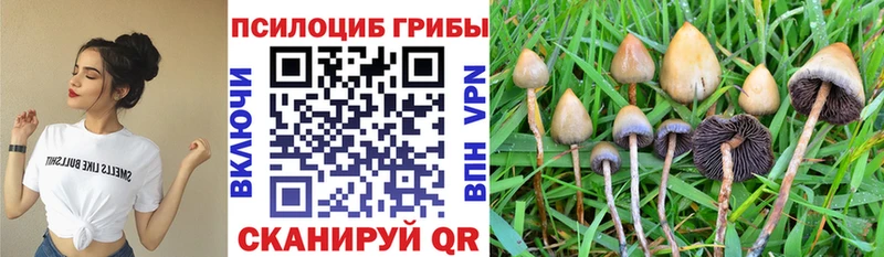 blacksprut ONION  Омутнинск  Галлюциногенные грибы Psilocybine cubensis 
